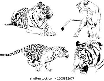 set of vector drawings on the theme of predators tigers are drawn by hand with ink tattoo logos