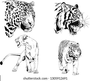 set of vector drawings on the theme of predators tigers are drawn by hand with ink tattoo logos