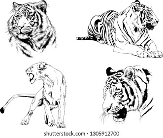 set of vector drawings on the theme of predators tigers are drawn by hand with ink tattoo logos