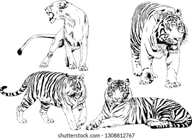 set of vector drawings on the theme of predators tigers are drawn by hand with ink tattoo logos