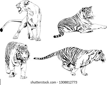 set of vector drawings on the theme of predators tigers are drawn by hand with ink tattoo logos