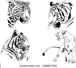 set of vector drawings on the theme of predators tigers are drawn by hand with ink tattoo logos