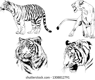 set of vector drawings on the theme of predators tigers are drawn by hand with ink tattoo logos