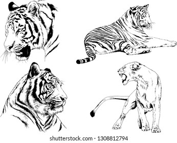 set of vector drawings on the theme of predators tigers are drawn by hand with ink tattoo logos