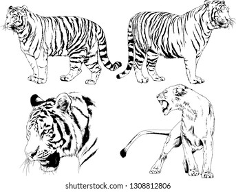 set of vector drawings on the theme of predators tigers are drawn by hand with ink tattoo logos