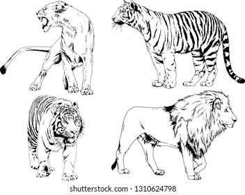 set of vector drawings on the theme of predators tigers are drawn by hand with ink tattoo logos