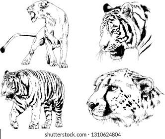 set of vector drawings on the theme of predators tigers are drawn by hand with ink tattoo logos