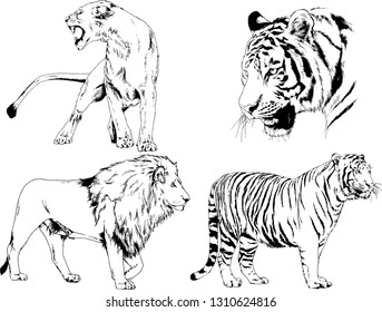 set of vector drawings on the theme of predators tigers are drawn by hand with ink tattoo logos