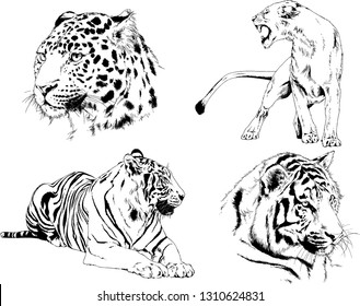 set of vector drawings on the theme of predators tigers are drawn by hand with ink tattoo logos