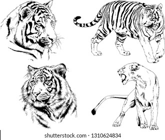 set of vector drawings on the theme of predators tigers are drawn by hand with ink tattoo logos