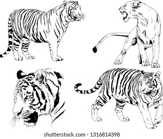 set of vector drawings on the theme of predators tigers are drawn by hand with ink tattoo logos