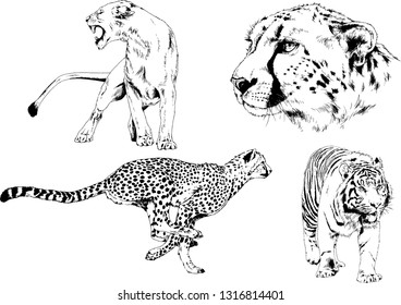 set of vector drawings on the theme of predators tigers are drawn by hand with ink tattoo logos