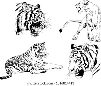 set of vector drawings on the theme of predators tigers are drawn by hand with ink tattoo logos