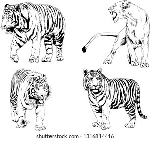 set of vector drawings on the theme of predators tigers are drawn by hand with ink tattoo logos