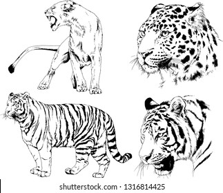 set of vector drawings on the theme of predators tigers are drawn by hand with ink tattoo logos