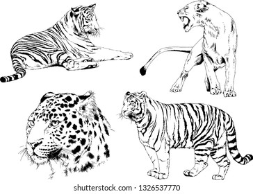 set of vector drawings on the theme of predators tigers are drawn by hand with ink tattoo logos