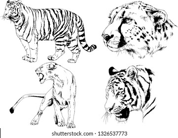 set of vector drawings on the theme of predators tigers are drawn by hand with ink tattoo logos