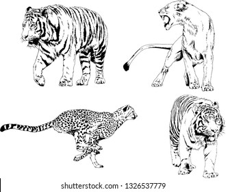 set of vector drawings on the theme of predators tigers are drawn by hand with ink tattoo logos