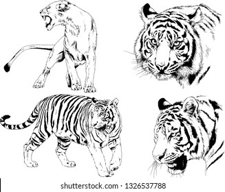 set of vector drawings on the theme of predators tigers are drawn by hand with ink tattoo logos