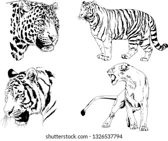 set of vector drawings on the theme of predators tigers are drawn by hand with ink tattoo logos