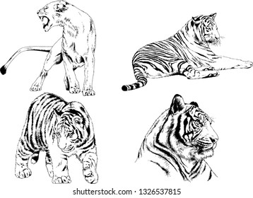 set of vector drawings on the theme of predators tigers are drawn by hand with ink tattoo logos