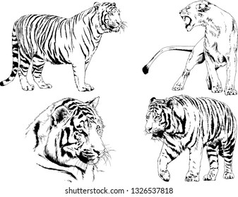 set of vector drawings on the theme of predators tigers are drawn by hand with ink tattoo logos