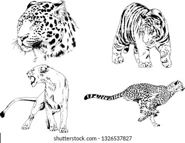 set of vector drawings on the theme of predators tigers are drawn by hand with ink tattoo logos
