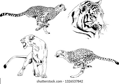 set of vector drawings on the theme of predators tigers are drawn by hand with ink tattoo logos