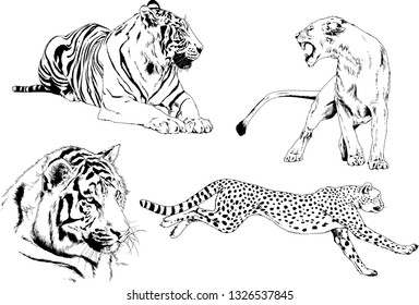 set of vector drawings on the theme of predators tigers are drawn by hand with ink tattoo logos