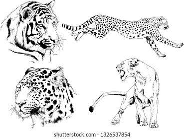 set of vector drawings on the theme of predators tigers are drawn by hand with ink tattoo logos