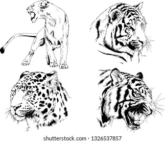 set of vector drawings on the theme of predators tigers are drawn by hand with ink tattoo logos