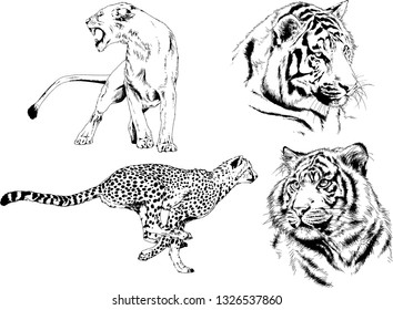 set of vector drawings on the theme of predators tigers are drawn by hand with ink tattoo logos