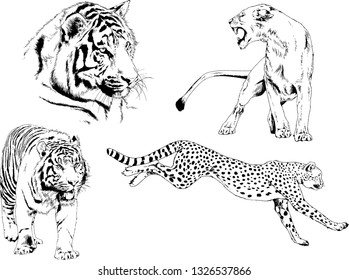 set of vector drawings on the theme of predators tigers are drawn by hand with ink tattoo logos
