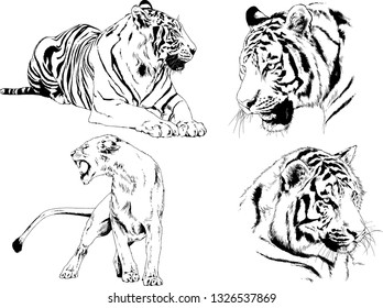 set of vector drawings on the theme of predators tigers are drawn by hand with ink tattoo logos