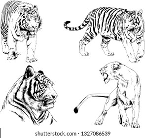 set of vector drawings on the theme of predators tigers are drawn by hand with ink tattoo logos
