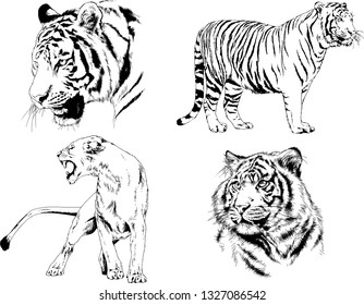 set of vector drawings on the theme of predators tigers are drawn by hand with ink tattoo logos