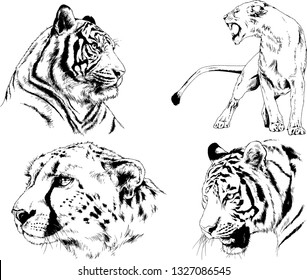 set of vector drawings on the theme of predators tigers are drawn by hand with ink tattoo logos