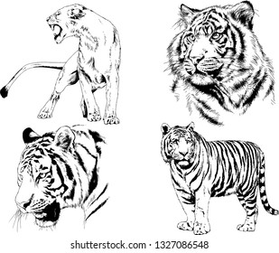 set of vector drawings on the theme of predators tigers are drawn by hand with ink tattoo logos