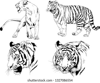set of vector drawings on the theme of predators tigers are drawn by hand with ink tattoo logos