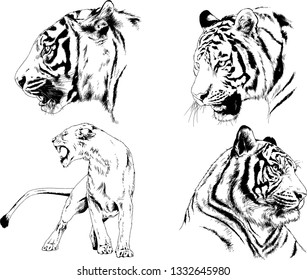 set of vector drawings on the theme of predators tigers are drawn by hand with ink tattoo logos