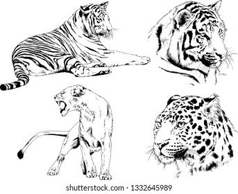 set of vector drawings on the theme of predators tigers are drawn by hand with ink tattoo logos