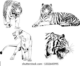 set of vector drawings on the theme of predators tigers are drawn by hand with ink tattoo logos