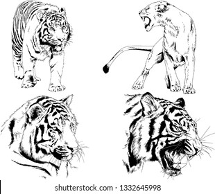 set of vector drawings on the theme of predators tigers are drawn by hand with ink tattoo logos