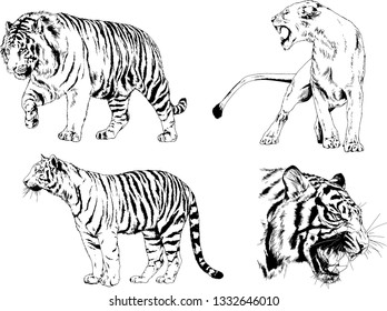 set of vector drawings on the theme of predators tigers are drawn by hand with ink tattoo logos