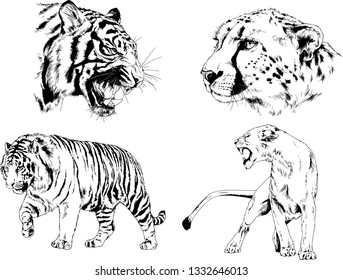 set of vector drawings on the theme of predators tigers are drawn by hand with ink tattoo logos