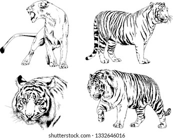 set of vector drawings on the theme of predators tigers are drawn by hand with ink tattoo logos