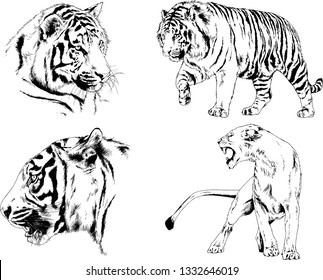 set of vector drawings on the theme of predators tigers are drawn by hand with ink tattoo logos