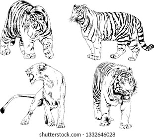 set of vector drawings on the theme of predators tigers are drawn by hand with ink tattoo logos