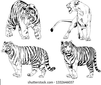 set of vector drawings on the theme of predators tigers are drawn by hand with ink tattoo logos