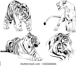 set of vector drawings on the theme of predators tigers are drawn by hand with ink tattoo logos